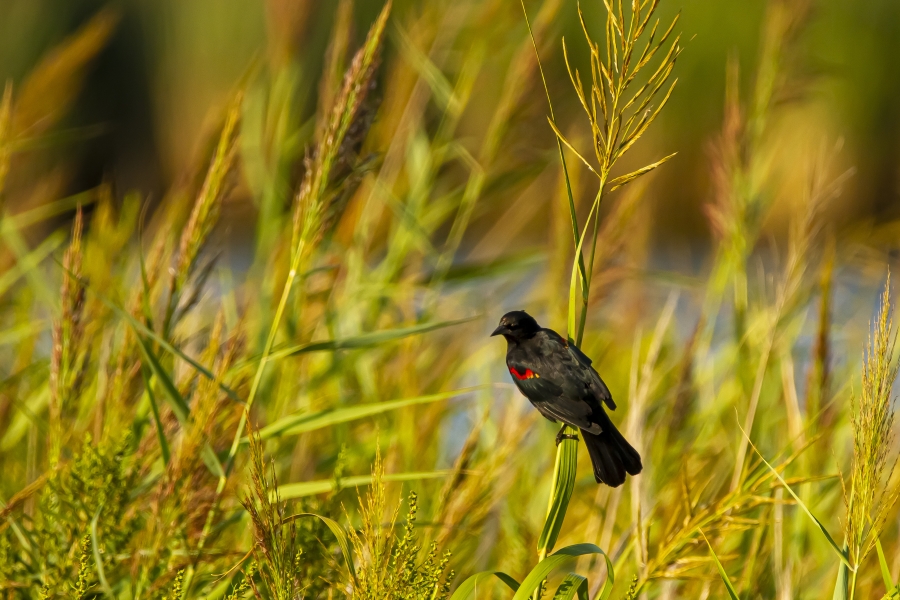 a local bird at eastern neck wildlife refuge in Maryland