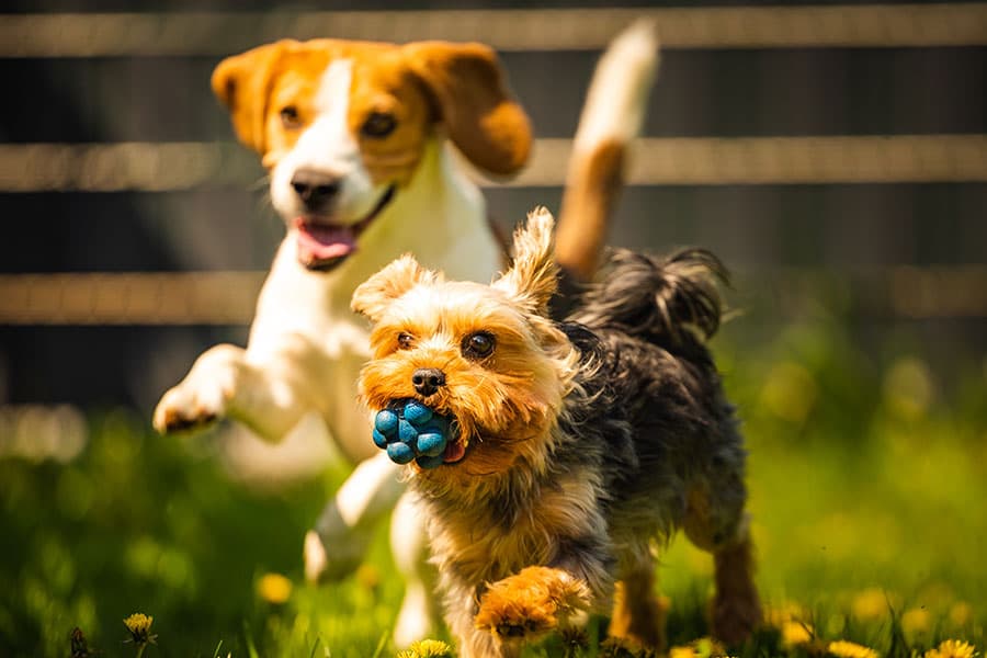 Two Dogs at Our Pet Friendly Hotel in Maryland