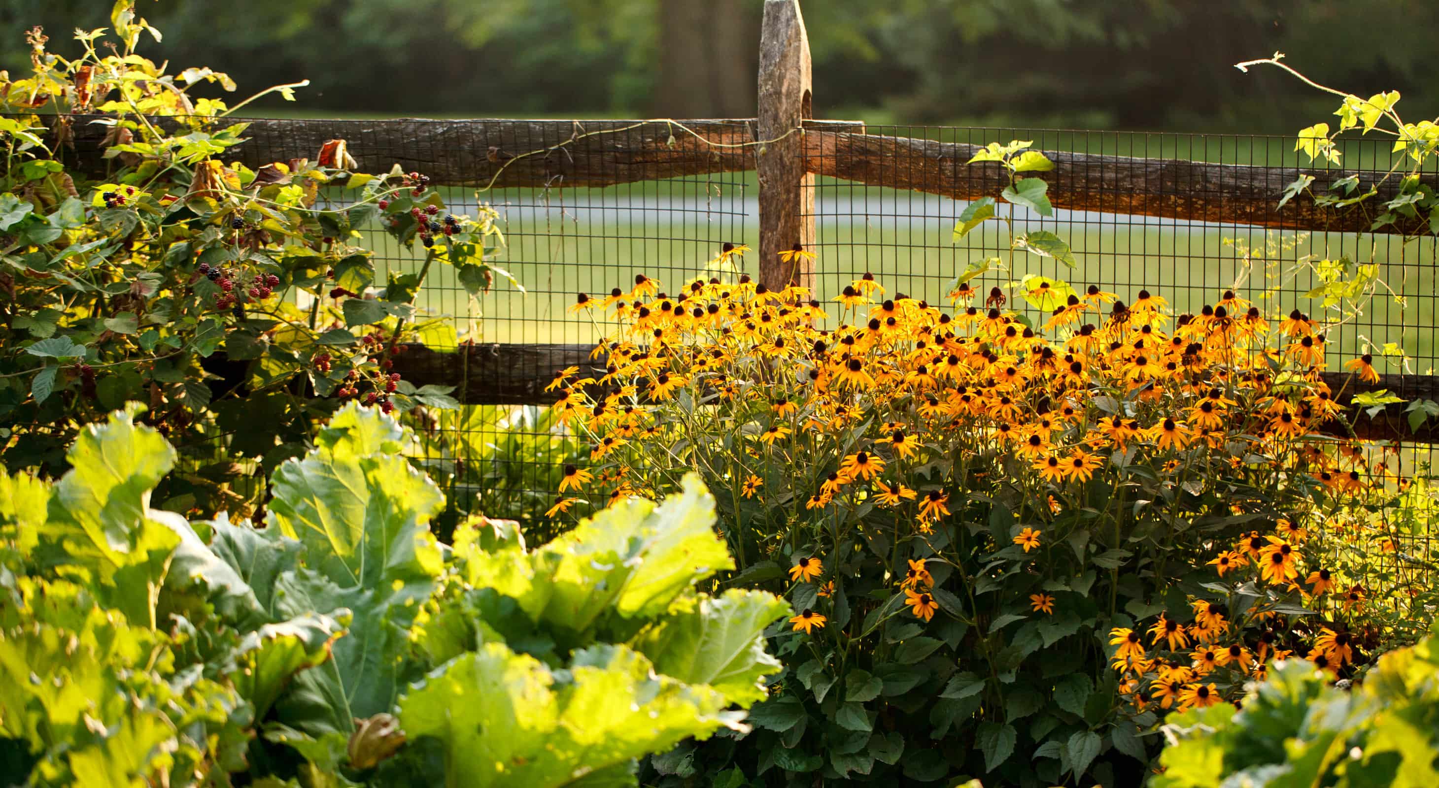 vegetable and flower garden at our sustainable inn in Maryland