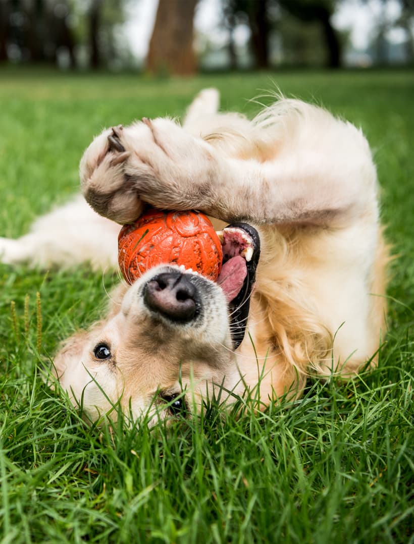 dog playing with ball in grass