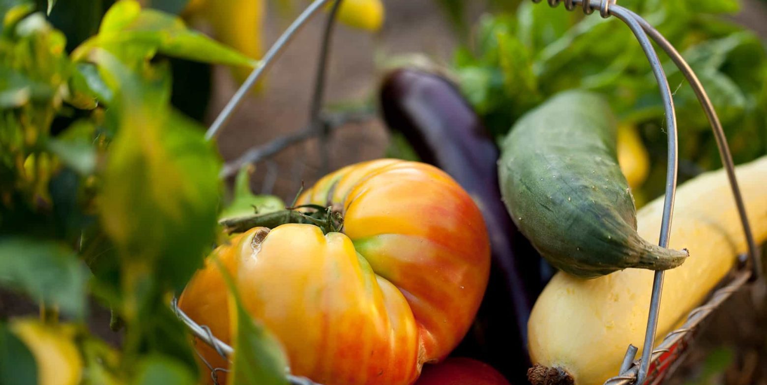 veggies picked for breakfast for an eco friendly vacation