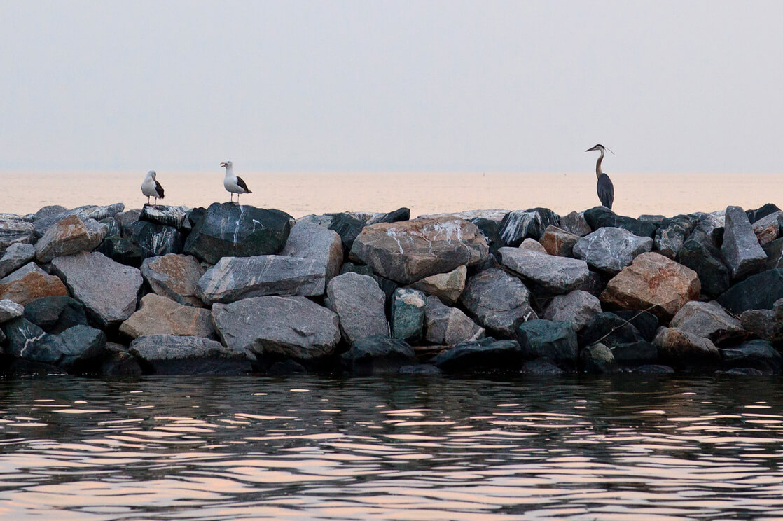 Seawall with birds in Chesapeake Bay