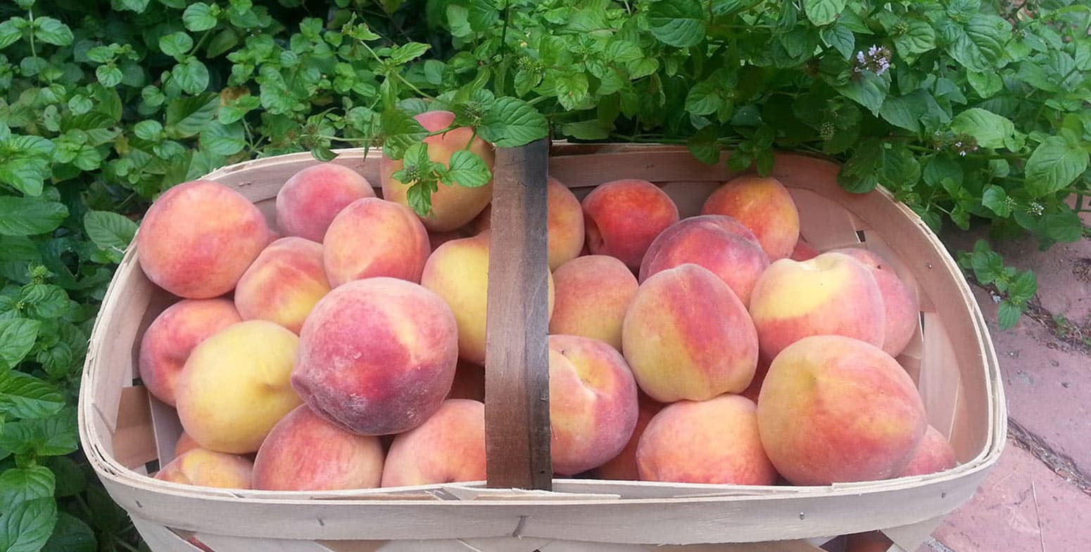 Basket full of Peaches in the Garden