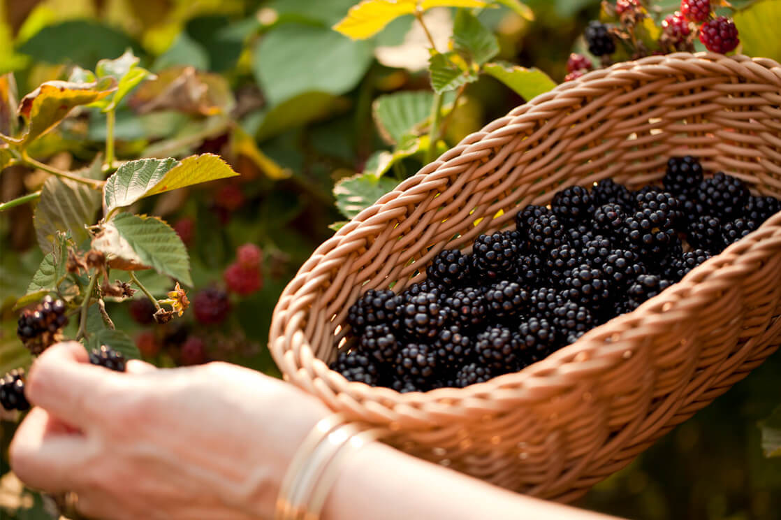 picking blackberries in Maryland