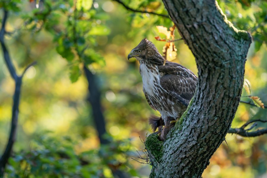 red-tailed hawk on a Maryland Eastern Shore birdwatching getaway